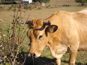 11-10-04-La Belle de l'Aubrac-4